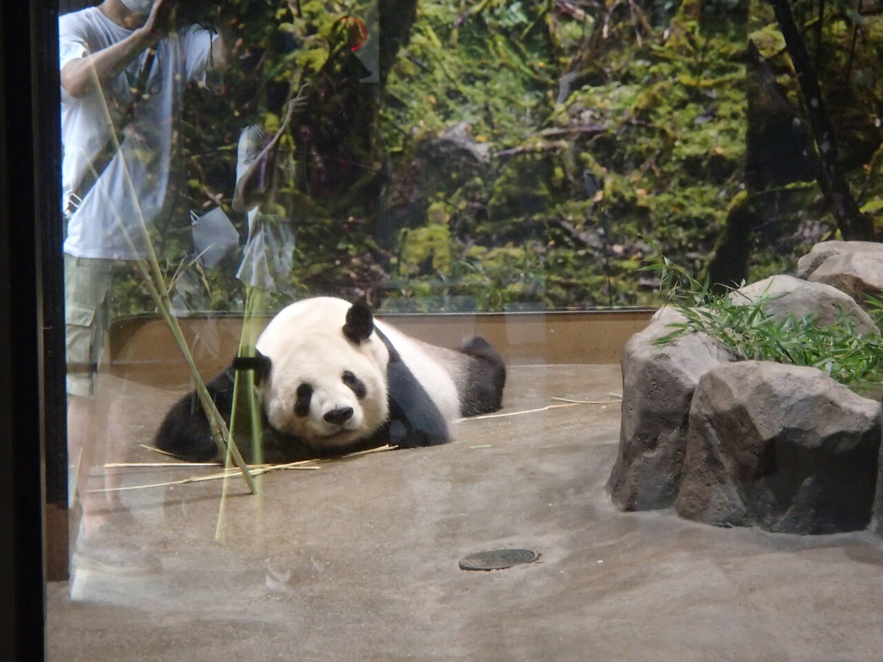 上野動物園 夢見る頃を過ぎても