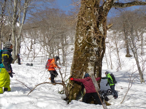 巨大ぶなIMGP0223