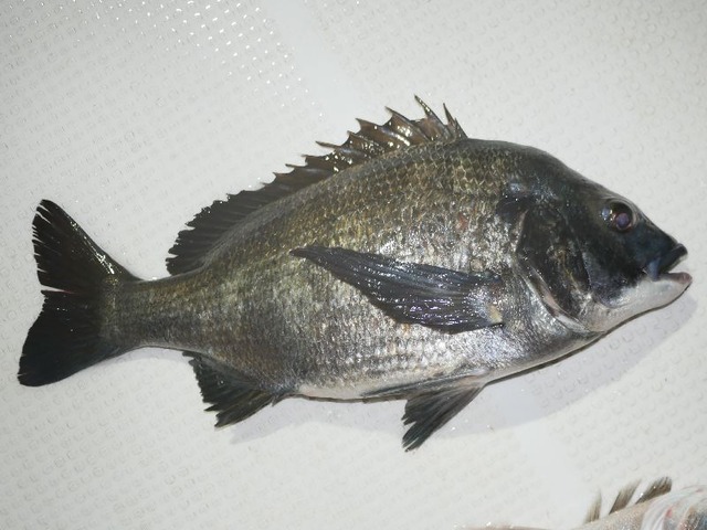 クロダイ　釣果