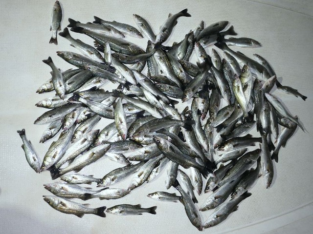 シーバス 釣果