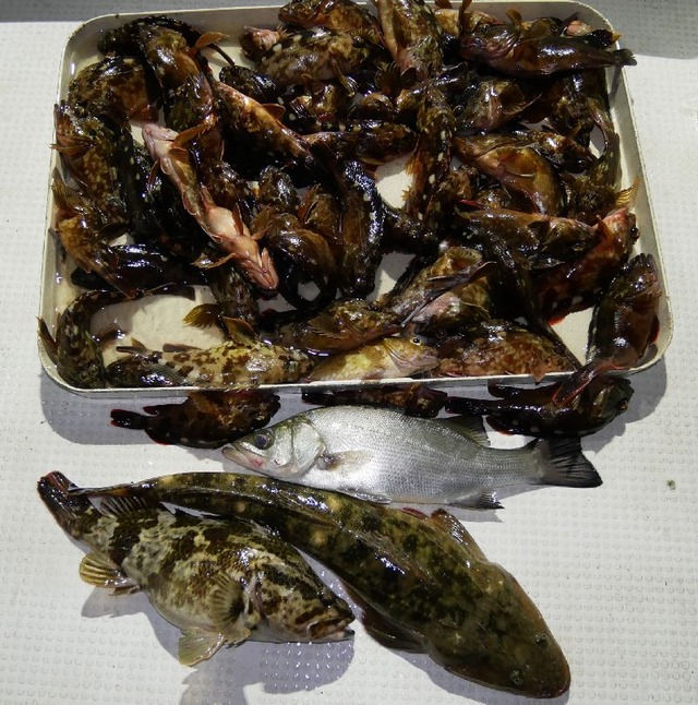 根魚 マゴチ 釣果写真