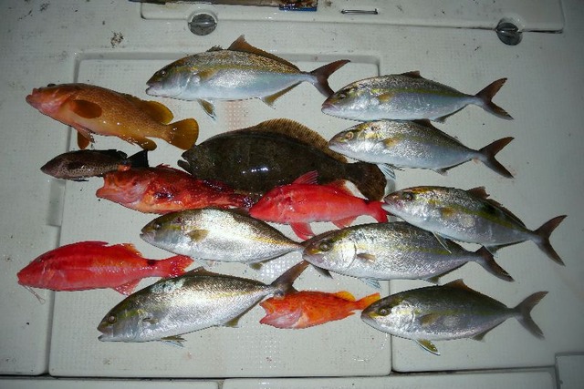 カンパチ　ヒラメ　キジハタ等　釣果写真