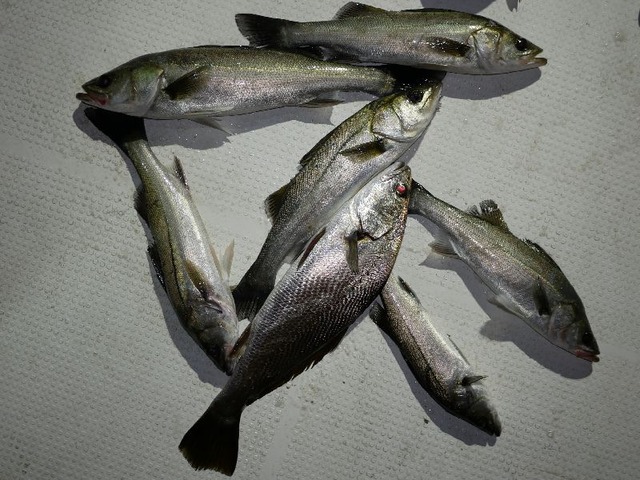 シーバス　ニベ　釣果写真