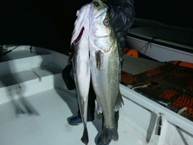 名古屋港シーバス