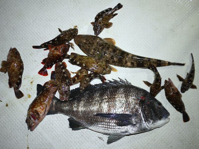 クロダイ　マゴチ　カサゴ　釣果写真
