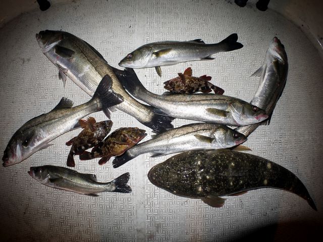 釣果写真