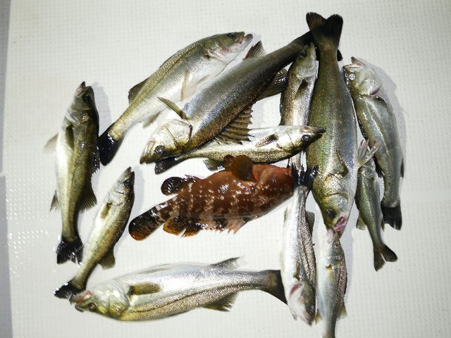 シーバス釣果