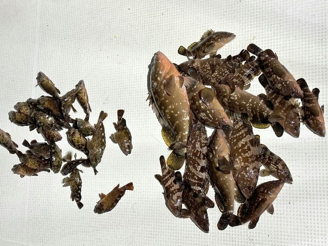 全釣果