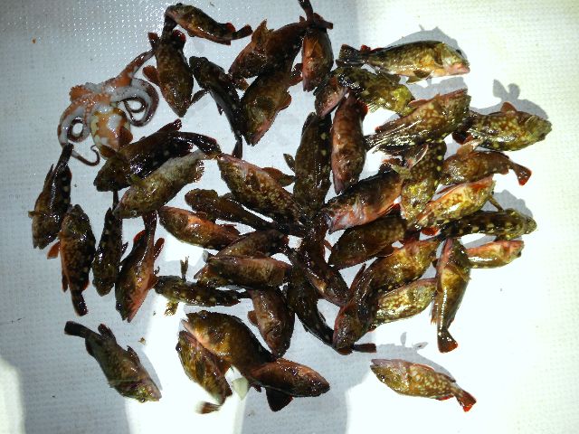 根魚 釣果写真