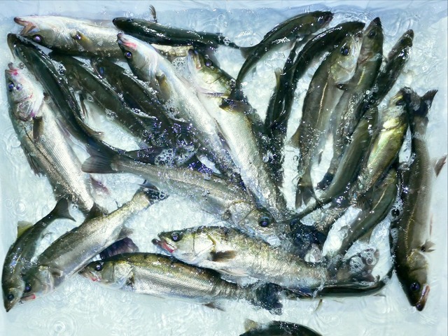 シーバス釣果