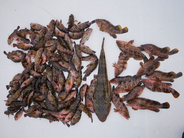 全釣果