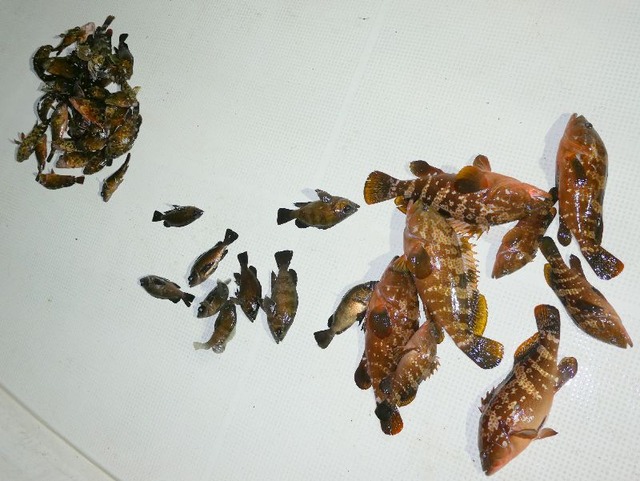 全釣果