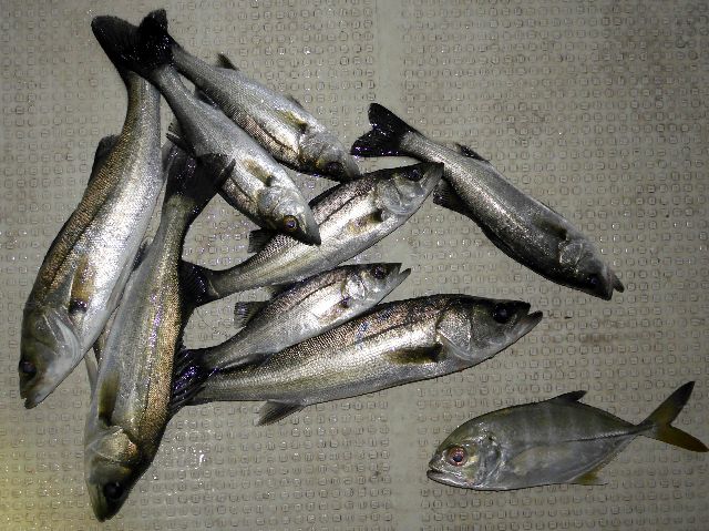 シーバス 釣果写真