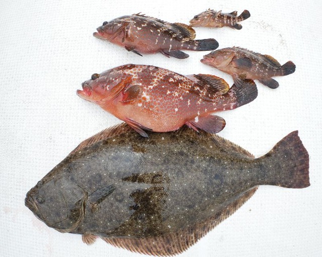 ヒラメ　キジハタ　釣果写真