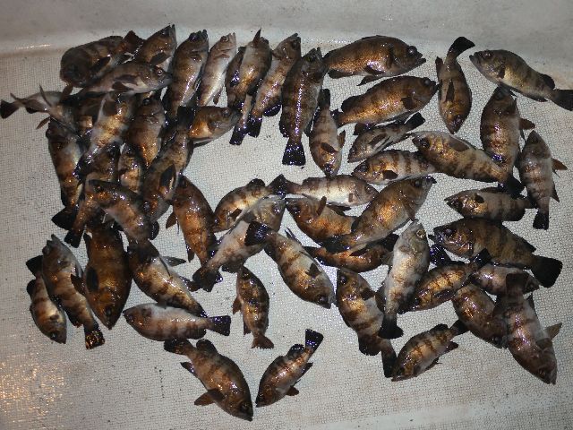 メバル 釣果写真