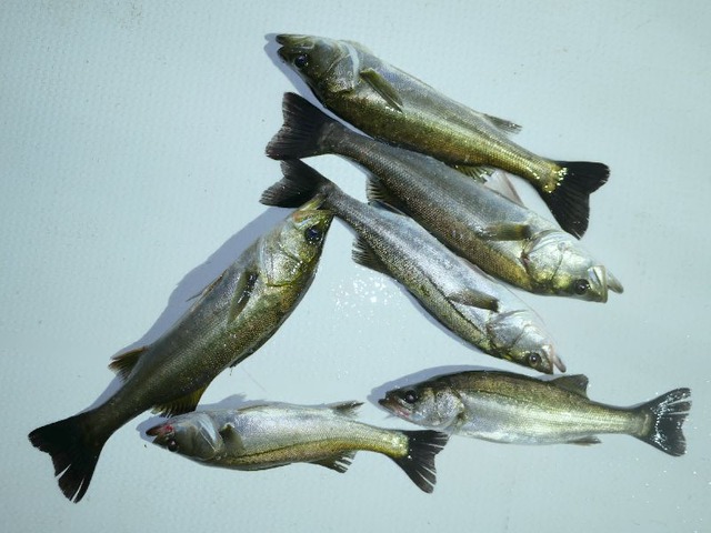 シーバス 釣果