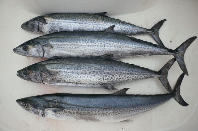 サワラ 釣果写真