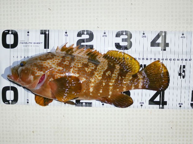 キジハタ40㎝UP　＃2