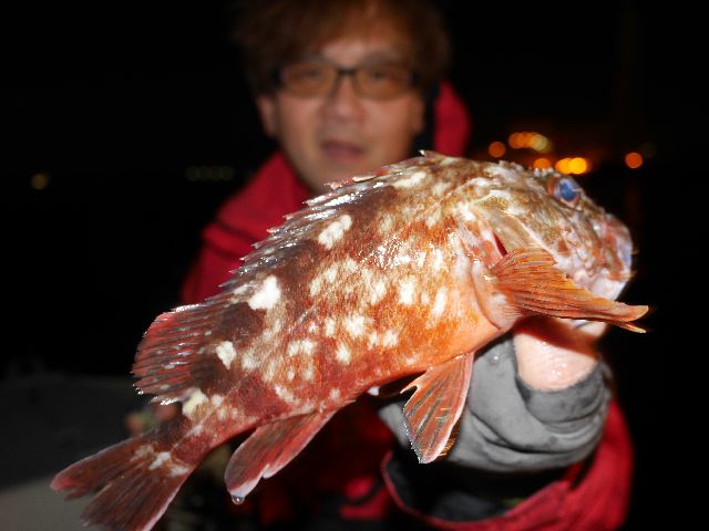 名古屋港　カサゴ