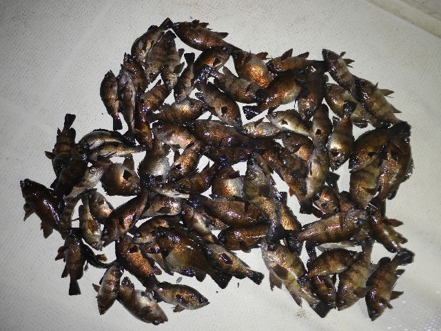 メバル　釣果写真