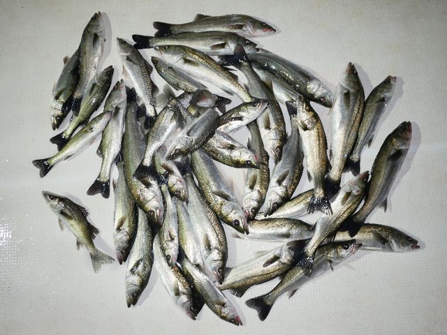 シーバス釣果