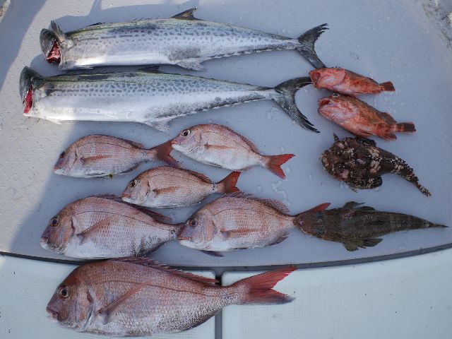 サワラ＆マダイ　釣果写真