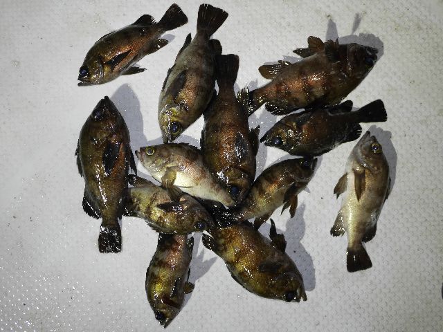 メバル　釣果写真