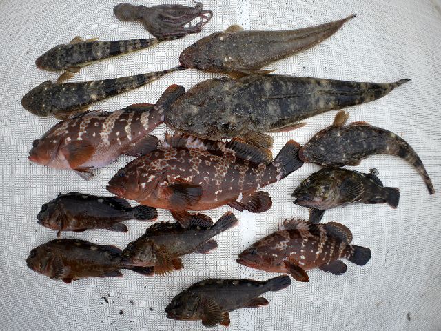 キジハタ＆マゴチ　釣果写真