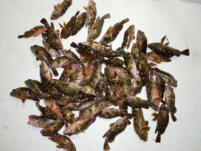カサゴ 釣果