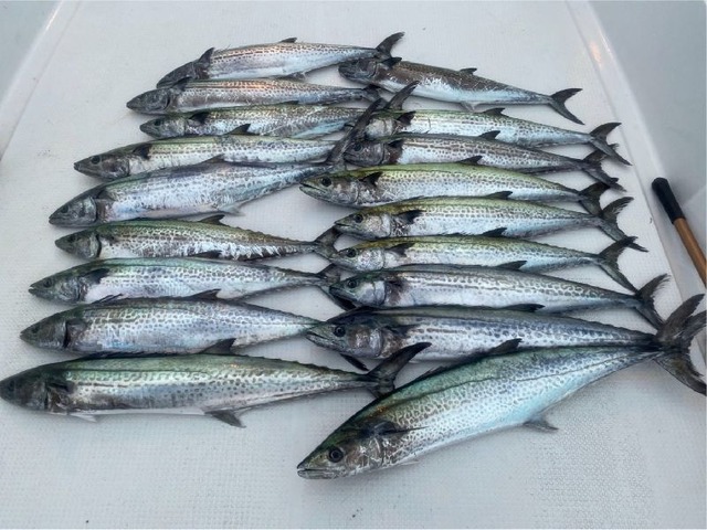 サワラ　釣果