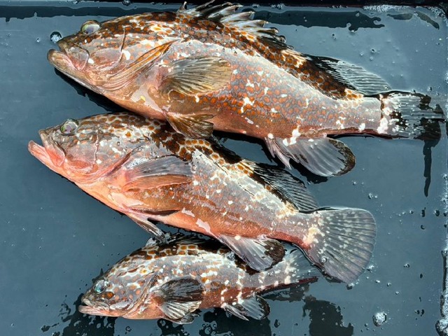 536367978778722644-2