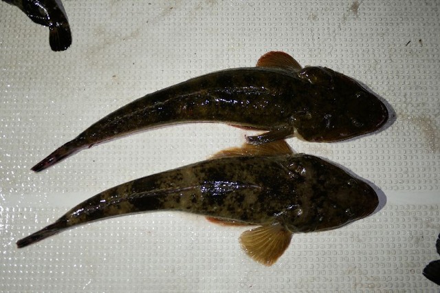 マゴチ 釣果写真