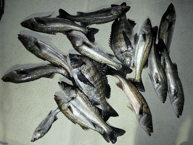 シーバス＆クロダイ　釣果写真