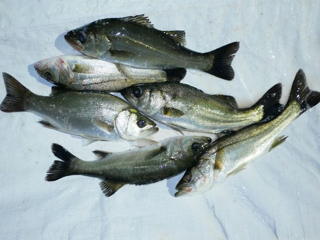 シーバス釣果