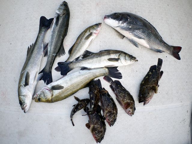 シーバス　根魚　釣果