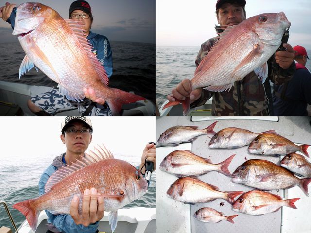 マダイ　釣果写真