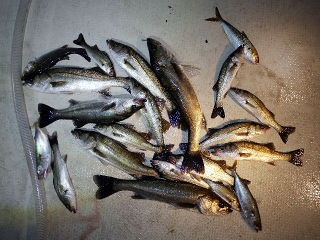 シーバス　釣果写真