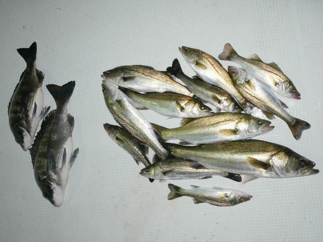 全釣果