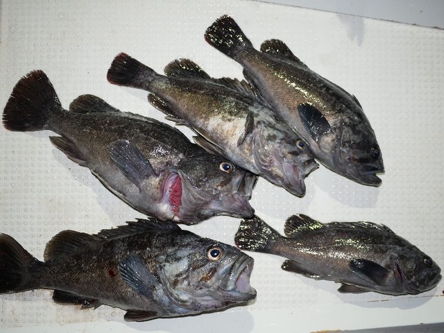 クロソイ釣果