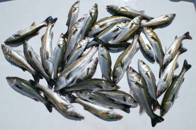 シーバス 釣果