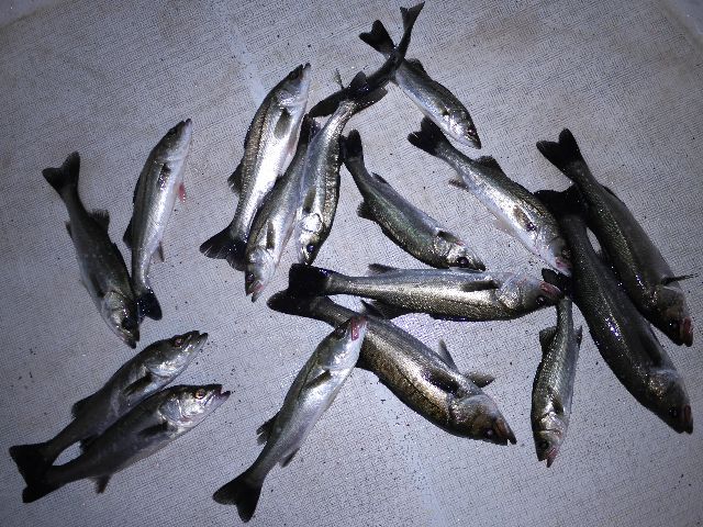 シーバス　釣果写真