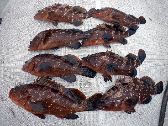 アズキマス 釣果 圧巻です!