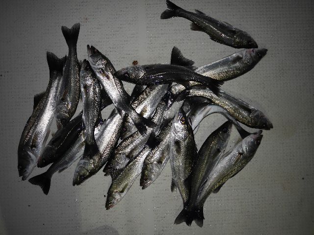 シーバス　釣果写真