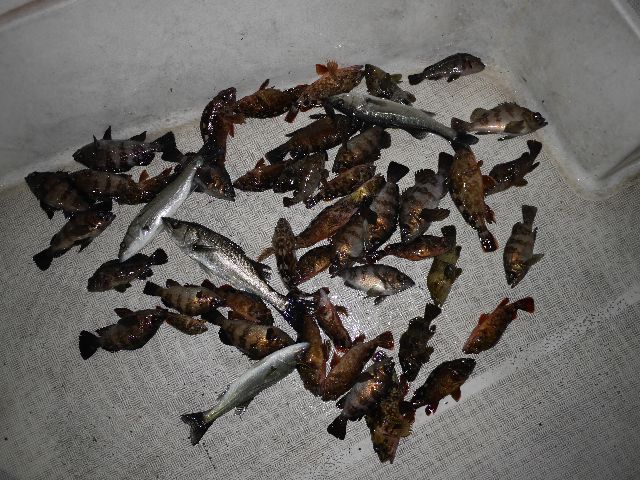 メバル＆根魚　釣果写真