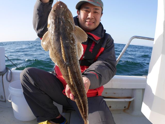 マゴチ