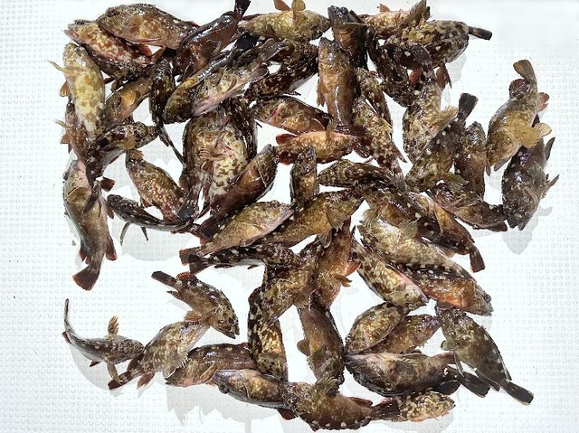 カサゴ釣果
