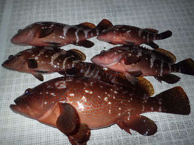 名古屋港　キジハタ