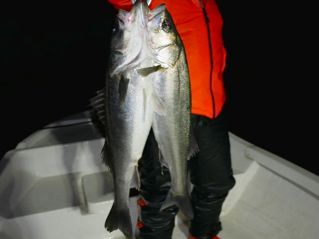 名古屋港　シーバス