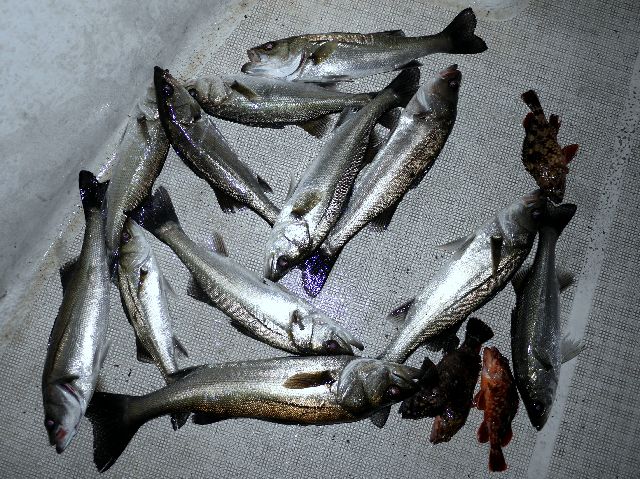 シーバス　釣果写真