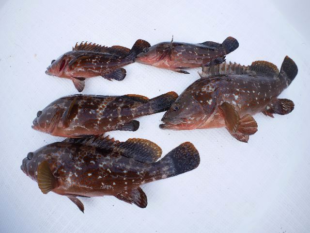 キジハタ　釣果写真